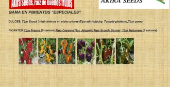 Akira Seeds, has integrated into a Japanese group