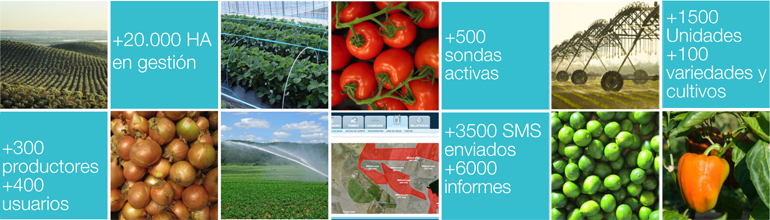 Hidrosoph’s management is supported by more than 20 years of experience in the watering sector, applying its technology to more than a hundred different crops, including fruit and vegetables, both open field and greenhouses, vineyards, olive groves, gardens and even in golf courses. 