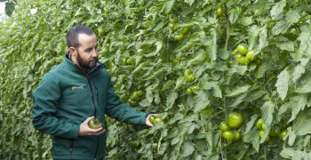HM Clause creates tomatoes to conquer new markets