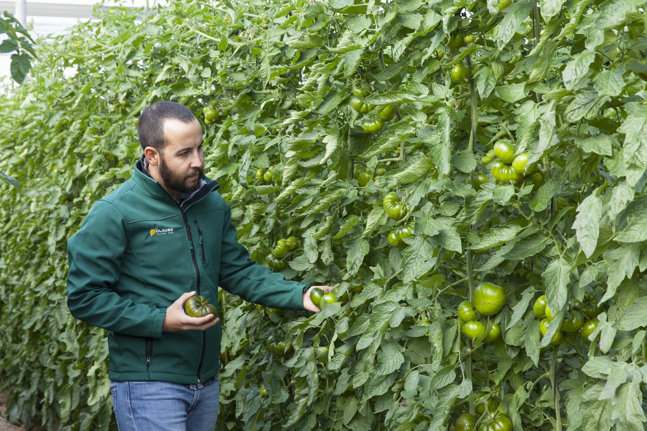 HM Clause launches this season of the cherry tomato varieties Saborini and Astuto, as well as a ‘unique’ variety of Marmande tomato