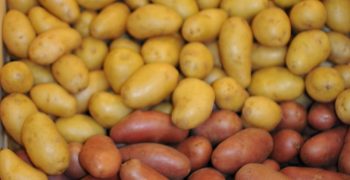 EU North-Western potato area has increased, as well as demand