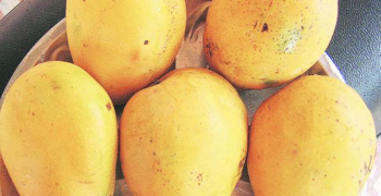 The long wait for GI status is over for the Banganapalle mango