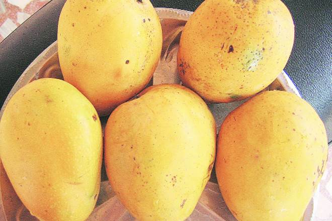 The Banganapalle mango has been grown for over a century in the south-east of India. The newly awarded GI denomination will add prestige to the brand and provide a critical advantage in what is undoubtedly a fiercely competitive sector.