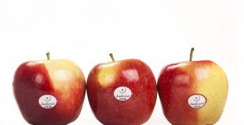 Ambrosia apples: pre-season optimism