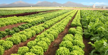 The lettuce, the star product at Fruit Attraction 2017