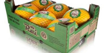 HillFresh and Itaueira intensify their melon partnership