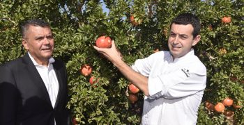 Good prospects for the PDO Mollar de Elche pomegranate: larger size, better quality and 2% higher yield
