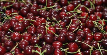 Bumper year in store for Chilean cherries 