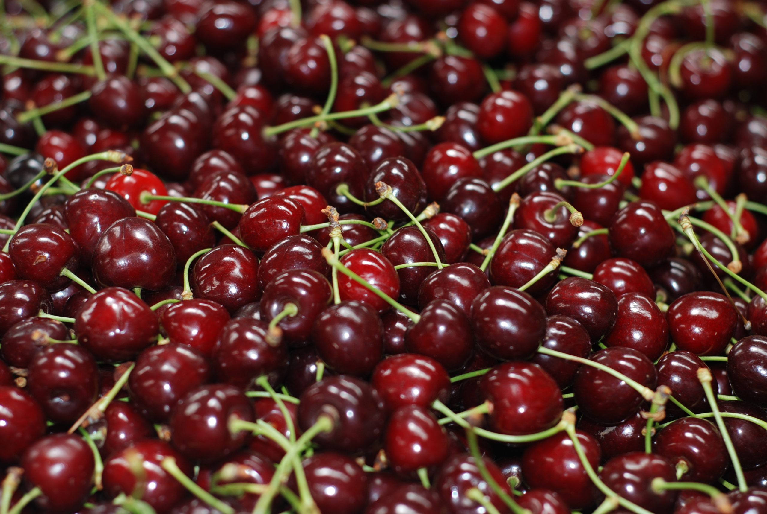 117 pais chile cherry