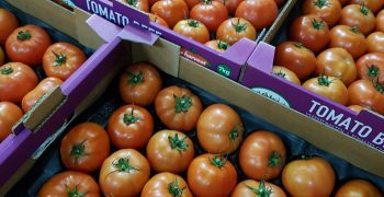Average tomato prices across the EU were well above average throughout the entire 2017 season