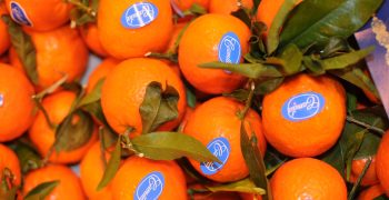 Spanish orange prices maintain high level throughout the campaign