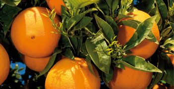 Calls for citrus fruits to be classified ‘at risk of plague