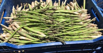 Exports volumes of Peruvian asparagus slump 30%