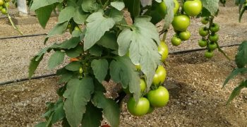 Blockchain technology for tracking tomatoes