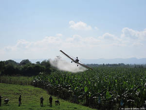 New guidelines to protect workers’ safety in banana industry