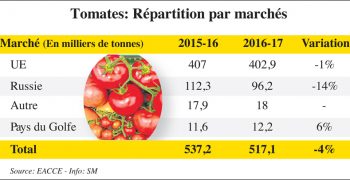 An average year for tomato exports