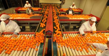 Spain’s citrus prices fall with uninterrupted supply