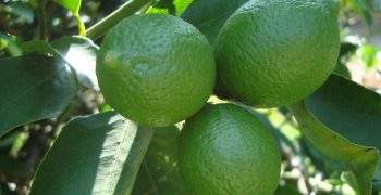 Mexico’s lemon and lime production up slightly