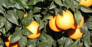 Mexico’s orange harvest slightly down in 2017/18