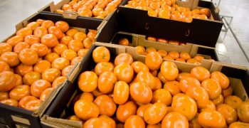 Citrus consumption on the rise in Eastern Europe