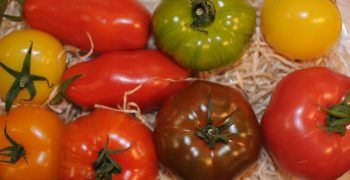Delays to start of Andalusia’s tomato campaign drive prices upwards
