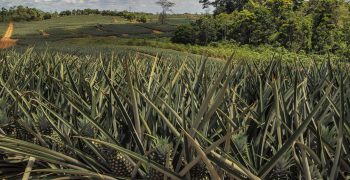 Weather conditions cause global pineapple production to slow