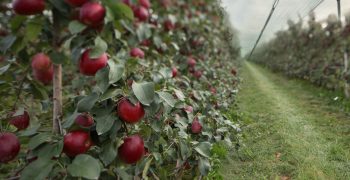 Booming demand for apples