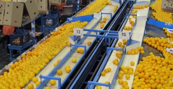 Spanish citrus exports shift focus from US to Asia