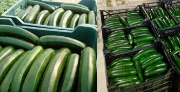Price of Almeria’s green courgette rockets with arrival of cold weather