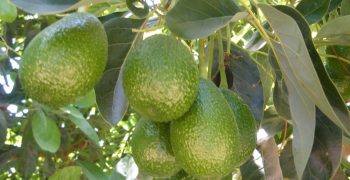 Chilean avocado exports climb 61.7% in value