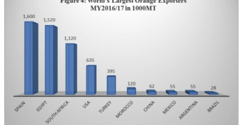 Egypt could become world’s top orange exporter in 2018