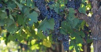 Heavy rains ravage India’s grape crops