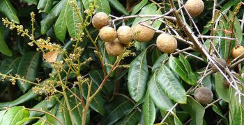 Thailand’s bumper longan crop leads to price fall