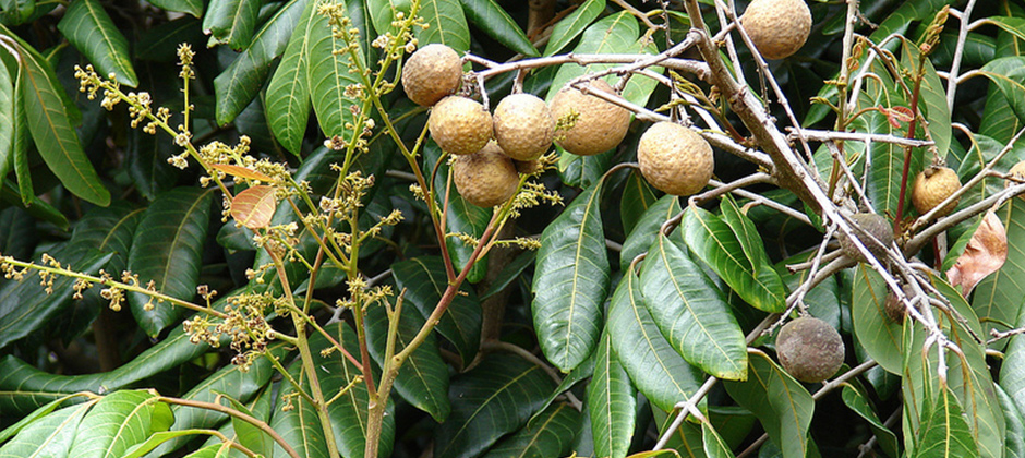 Longan Thailand