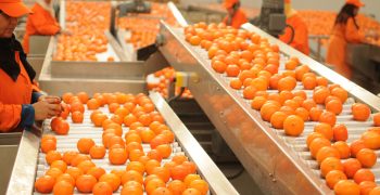 Morocco’s clementine output set to fall this campaign due to irrigation problems over the summer