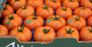 Moroccan tomato exports to the EU remain stable