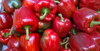 Boost for Almeria’s California pepper production 