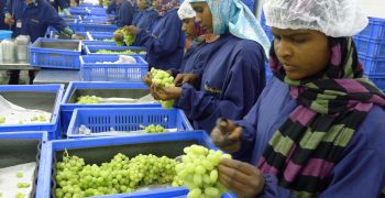 Nashik’s grape export season gets underway