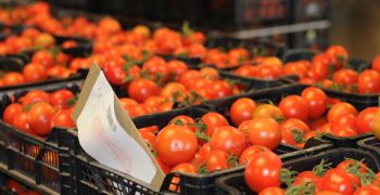 High demand and cold weather conditions drive up tomato prices of Andalusian tomato