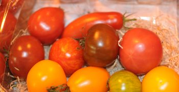Ecological processed tomatoes through electric pulses