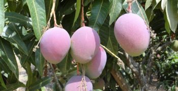 Great potential in Mali mango production if obstacles are overcome