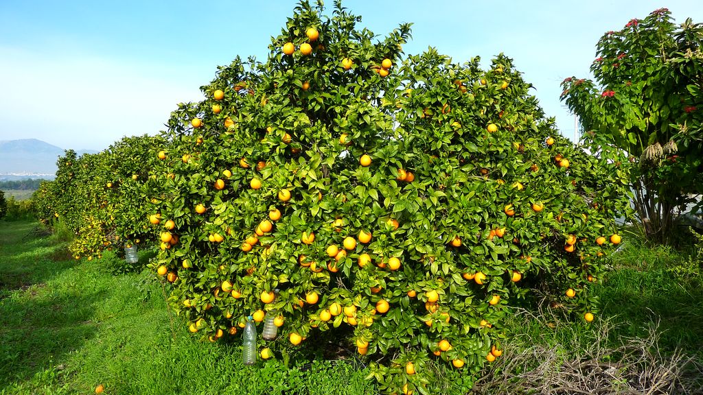 citricos cultio