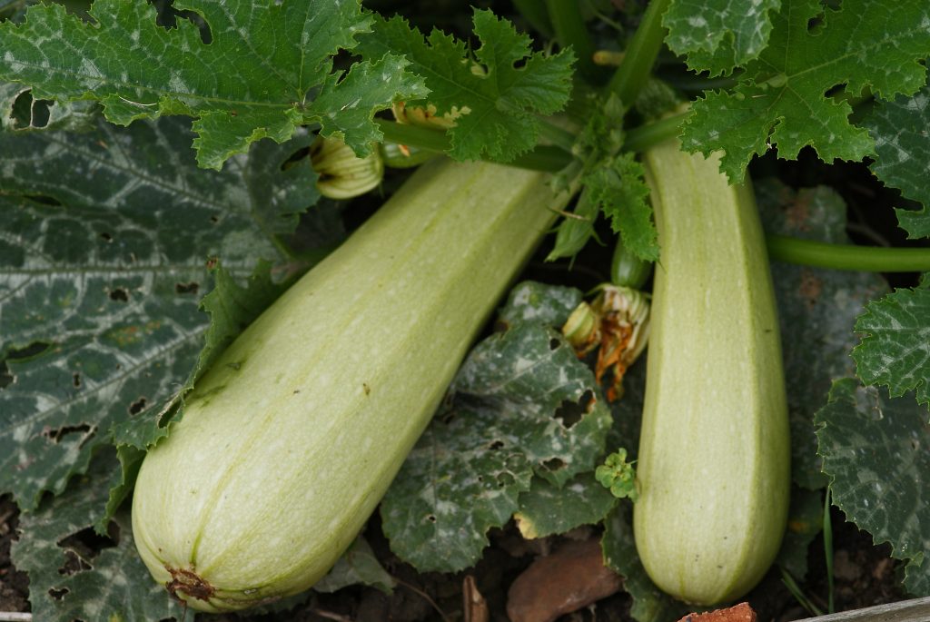 courgette