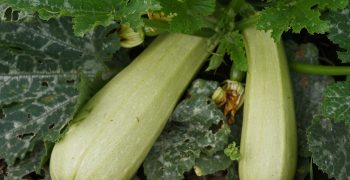 Courgette prices rise but are lower than during previous campaigns