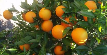 Israeli citrus production rises and seeks new markets
