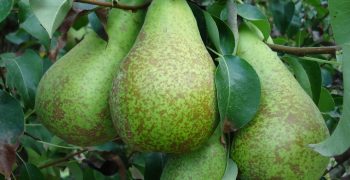 Global pear production creeps up to 25.1 million tons on back of Chinese production gains