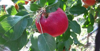 Global conditions favour US apple exports