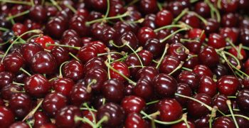 Record for Chilean Cherries: more than 150 thousand tons exported