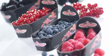 Poland confirms 15% fall in berry production