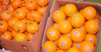 Australia’s orange exports surge 27% on back of growing Chinese demand